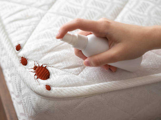Best Pest Control for Homes  in Depew, NY