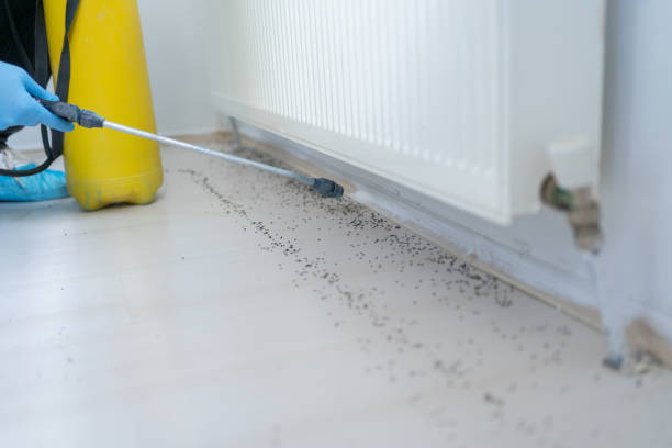 Trusted Depew, NY Pest Control Experts